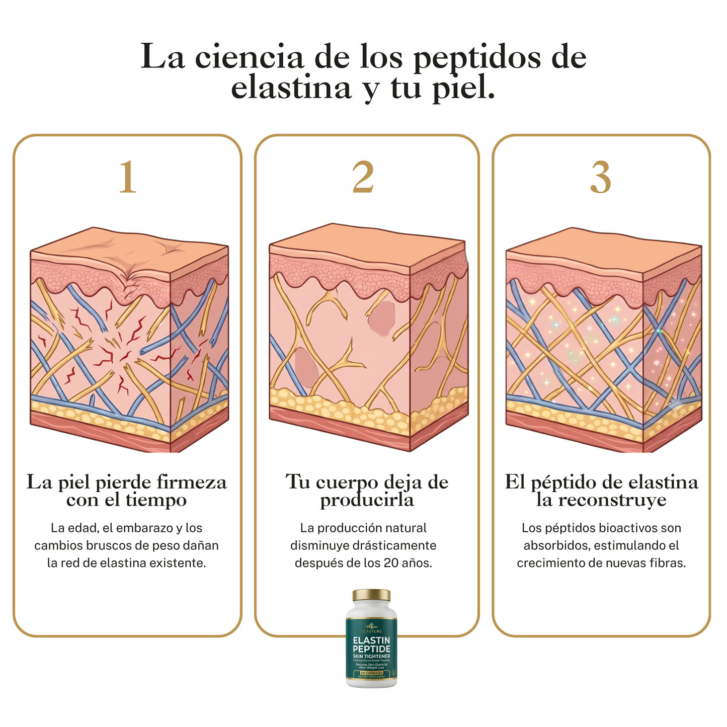 Elasture | Fórmula Reafirmante con Péptidos de Elastina