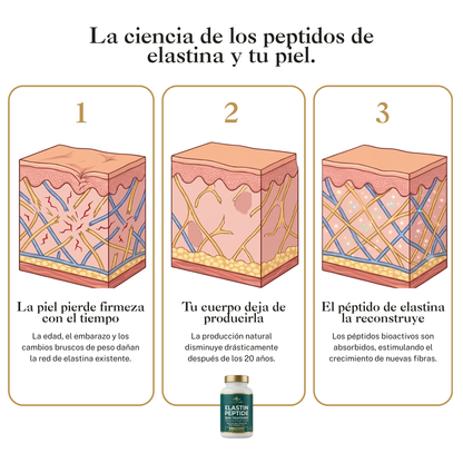 Elasture | Fórmula Reafirmante con Péptidos de Elastina